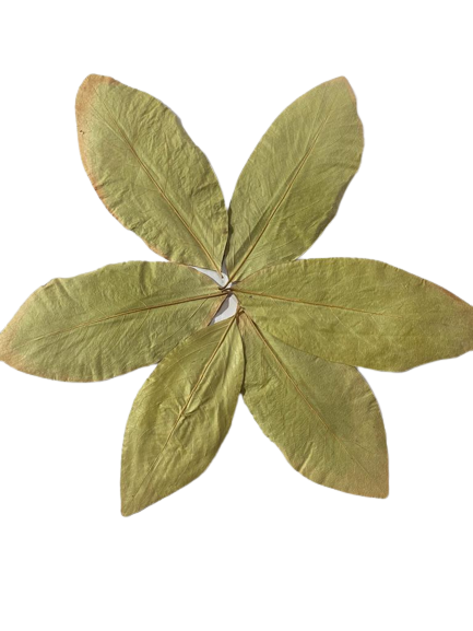 Kendu Leaves - Image 3