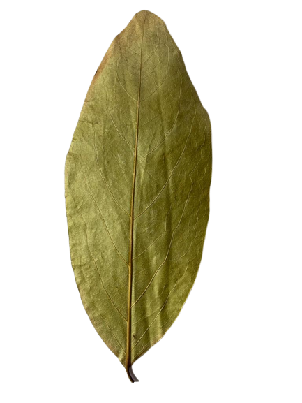 Kendu Leaves - Image 2