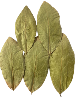 Kendu Leaves