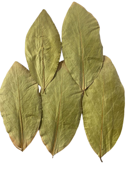 Kendu Leaves